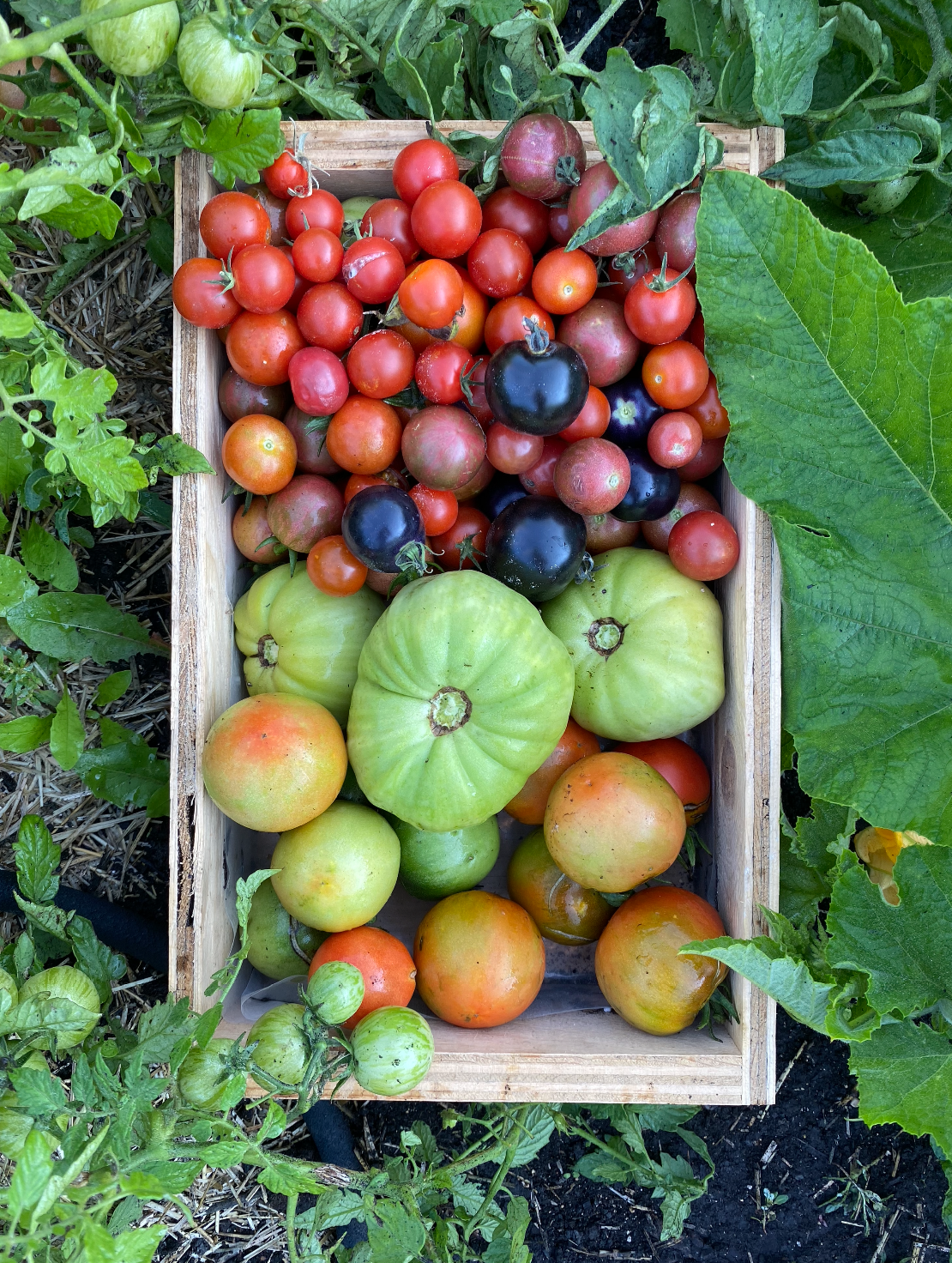 E169: Breeding & Selecting Tomatoes For Northern Climates With